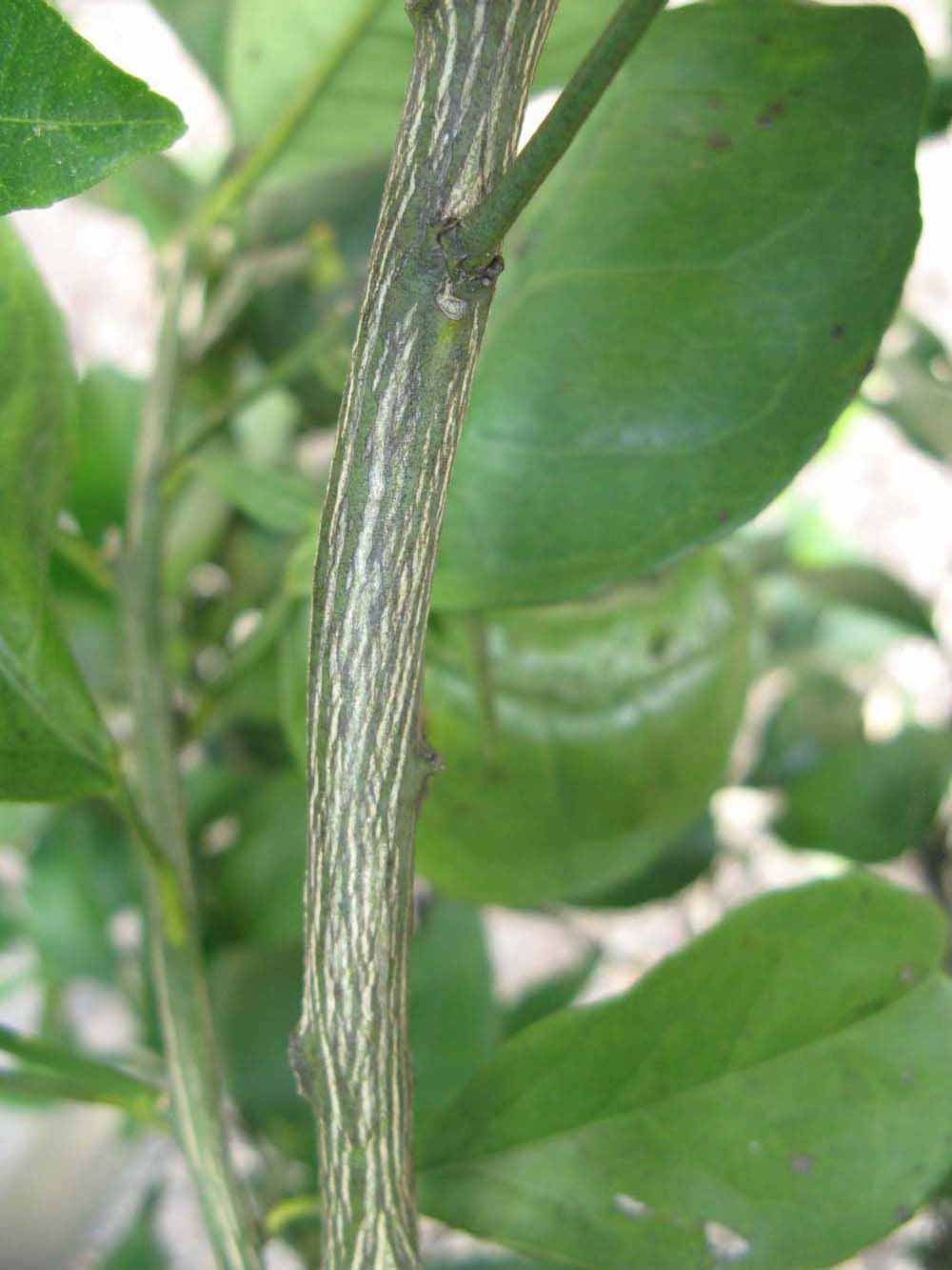              Second - third year twig (Winter Haven, FL)       